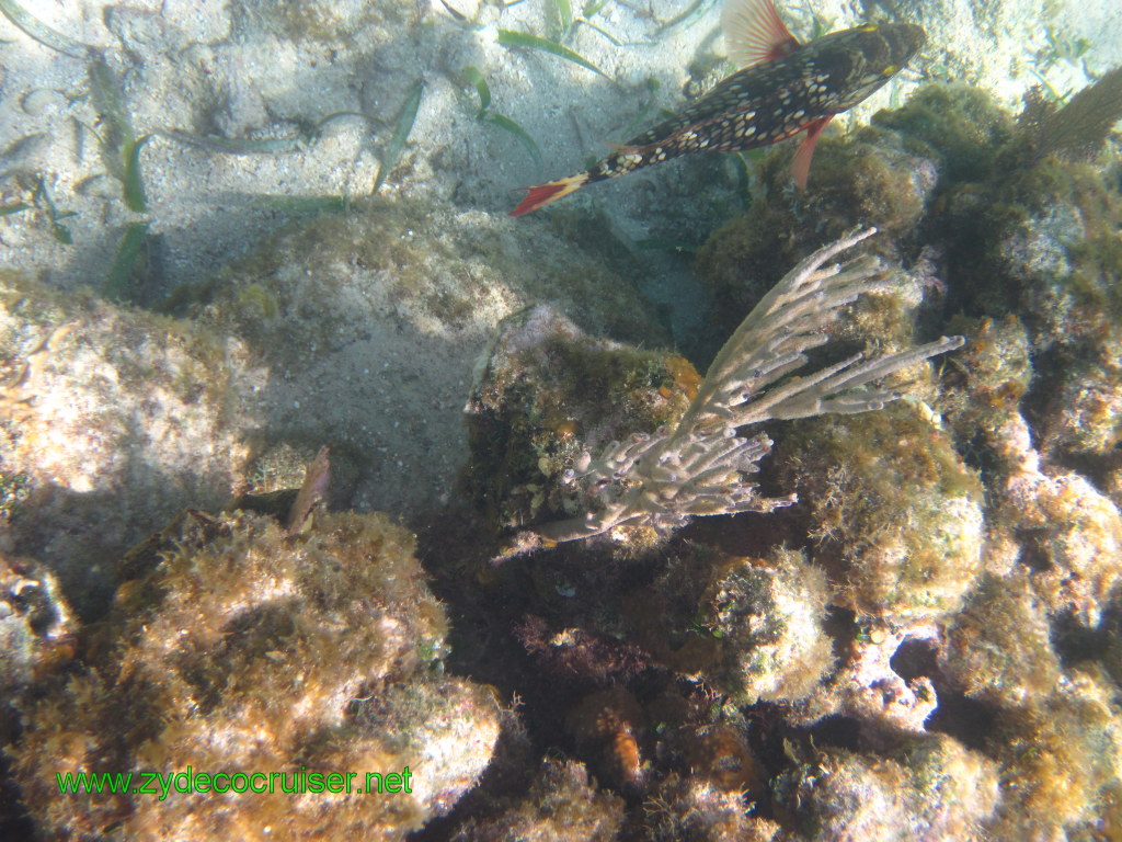 150: Carnival Conquest, Nov 17, 2011, Roatan, Victor Bodden Tour, Snorkeling, 