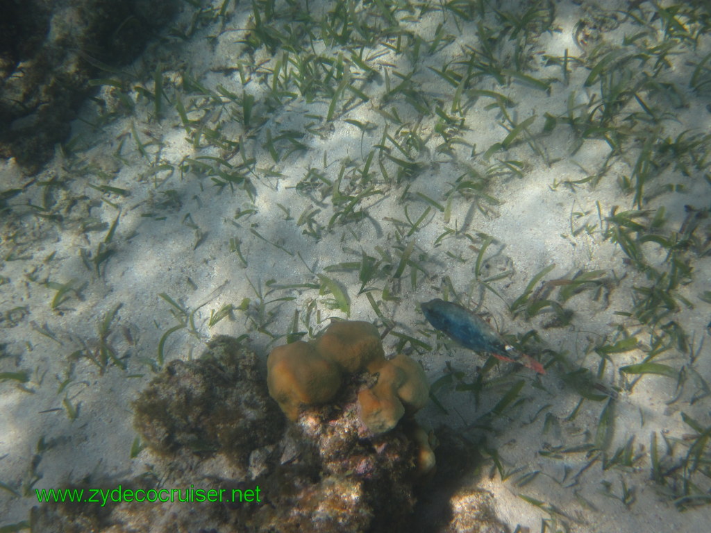 160: Carnival Conquest, Nov 17, 2011, Roatan, Victor Bodden Tour, Snorkeling, 