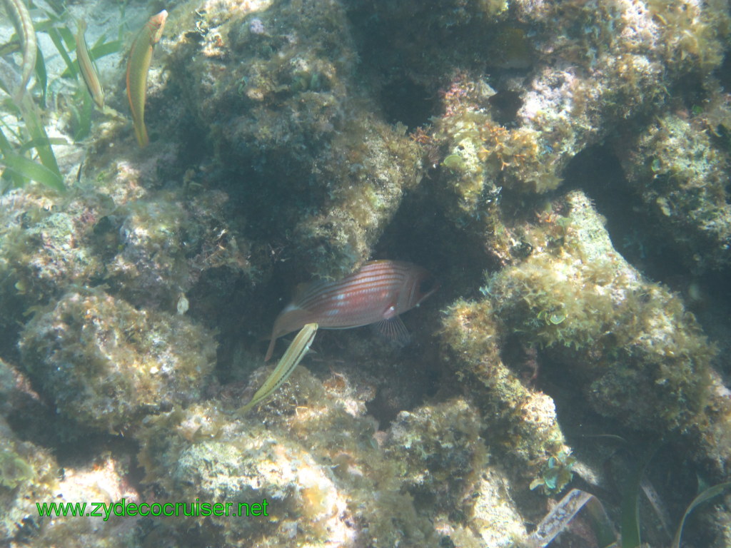 162: Carnival Conquest, Nov 17, 2011, Roatan, Victor Bodden Tour, Snorkeling, 