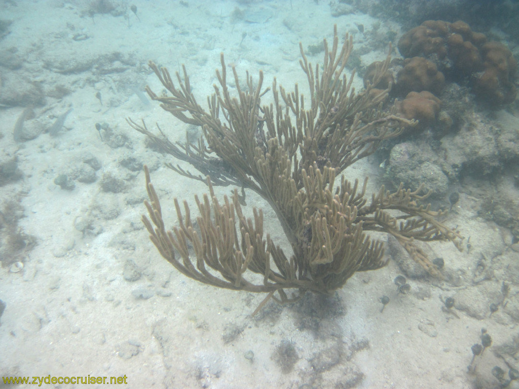 088: Carnival Conquest, Roatan, Snorkeling off of Mahogany Beach, 