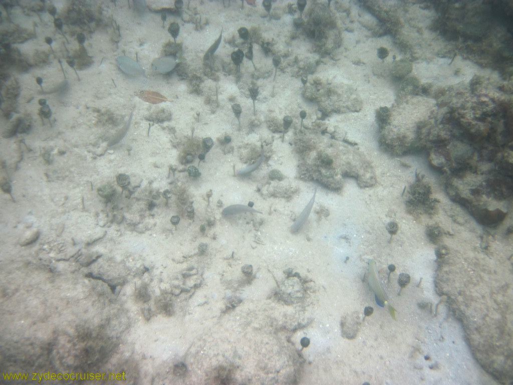 089: Carnival Conquest, Roatan, Snorkeling off of Mahogany Beach, 