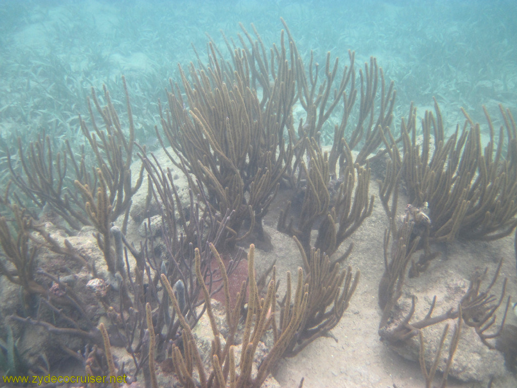 090: Carnival Conquest, Roatan, Snorkeling off of Mahogany Beach, 