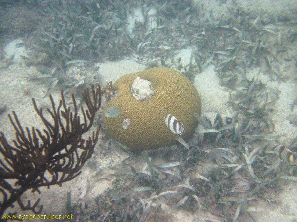 092: Carnival Conquest, Roatan, Snorkeling off of Mahogany Beach, 