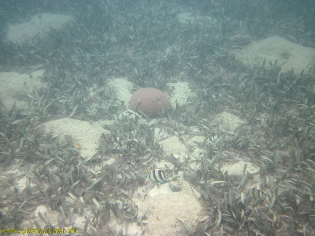 093: Carnival Conquest, Roatan, Snorkeling off of Mahogany Beach, 