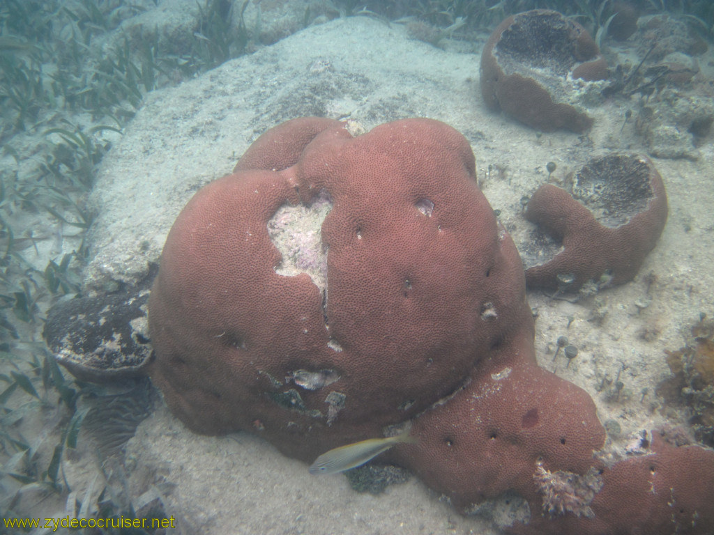 094: Carnival Conquest, Roatan, Snorkeling off of Mahogany Beach, 