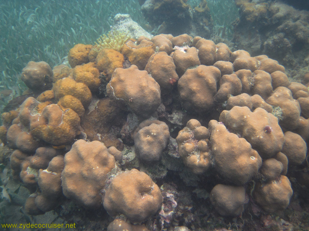 096: Carnival Conquest, Roatan, Snorkeling off of Mahogany Beach, 