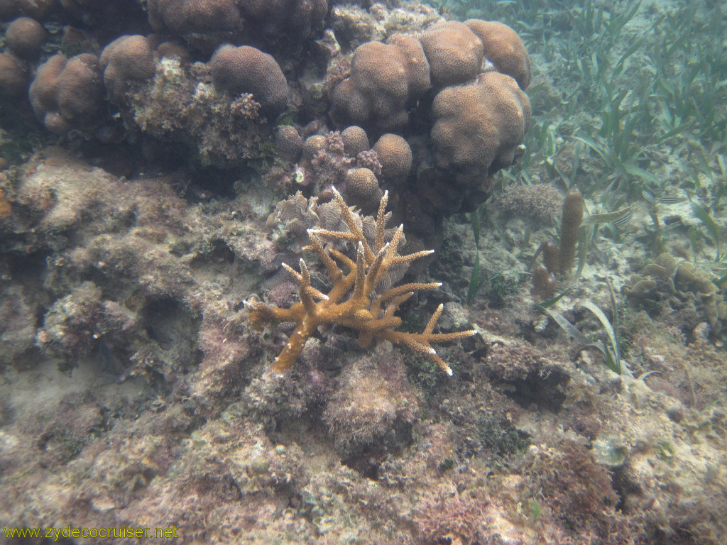 097: Carnival Conquest, Roatan, Snorkeling off of Mahogany Beach, 