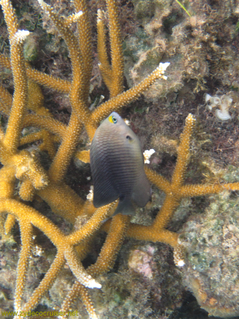 100: Carnival Conquest, Roatan, Snorkeling off of Mahogany Beach, 