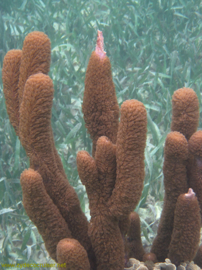 101: Carnival Conquest, Roatan, Snorkeling off of Mahogany Beach, 