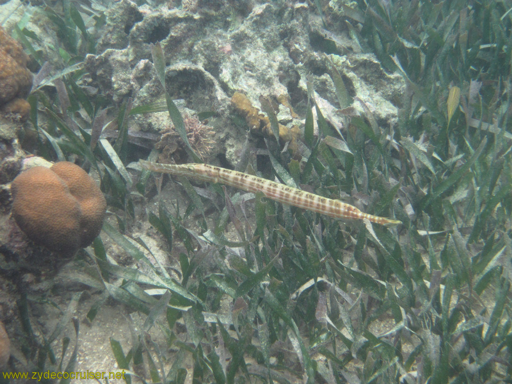 102: Carnival Conquest, Roatan, Snorkeling off of Mahogany Beach, 