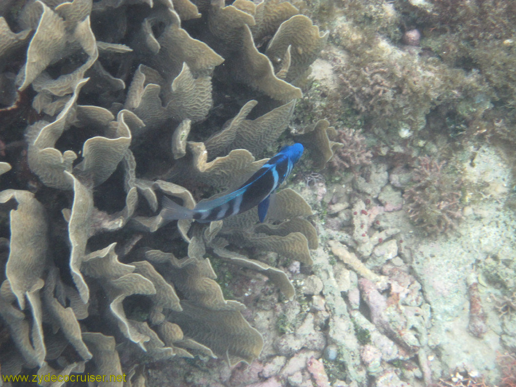 106: Carnival Conquest, Roatan, Snorkeling off of Mahogany Beach, 