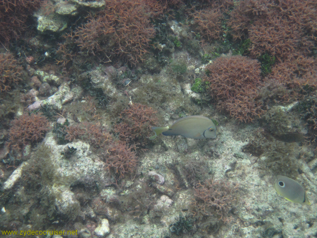 107: Carnival Conquest, Roatan, Snorkeling off of Mahogany Beach, 