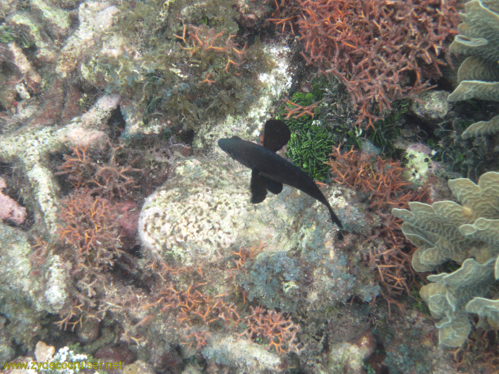 108: Carnival Conquest, Roatan, Snorkeling off of Mahogany Beach, 