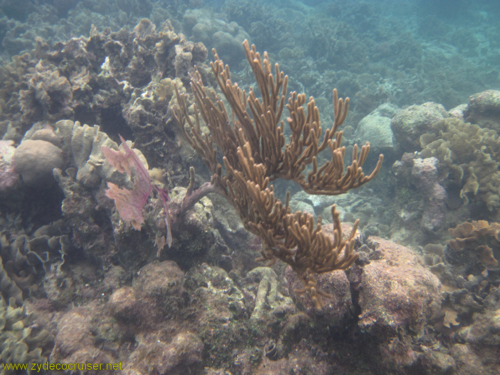 110: Carnival Conquest, Roatan, Snorkeling off of Mahogany Beach, 