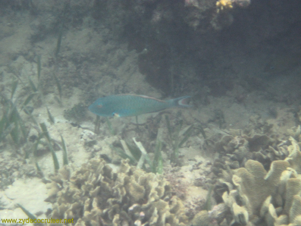 113: Carnival Conquest, Roatan, Snorkeling off of Mahogany Beach, 