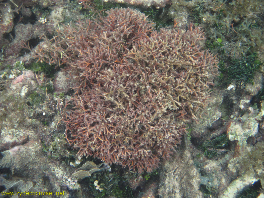 115: Carnival Conquest, Roatan, Snorkeling off of Mahogany Beach, 