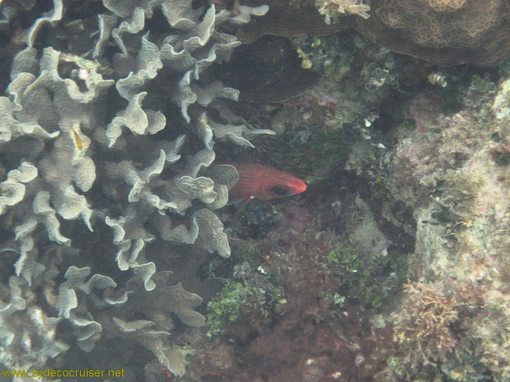 116: Carnival Conquest, Roatan, Snorkeling off of Mahogany Beach, 