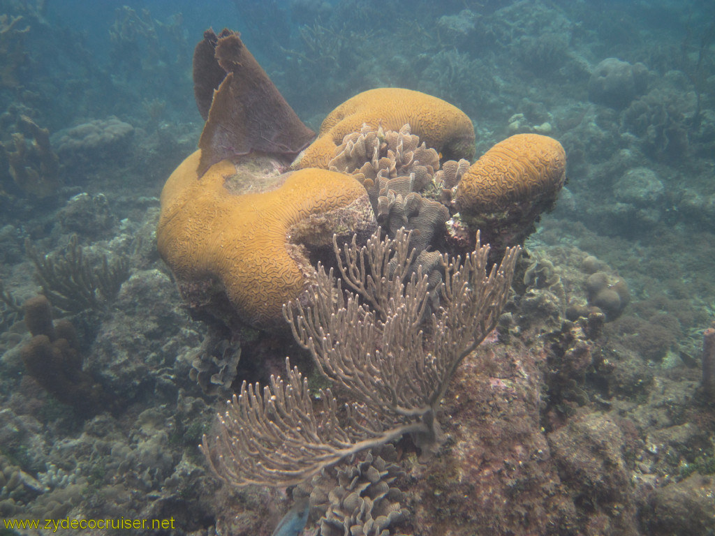 117: Carnival Conquest, Roatan, Snorkeling off of Mahogany Beach, 