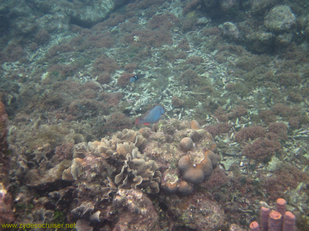 118: Carnival Conquest, Roatan, Snorkeling off of Mahogany Beach, 