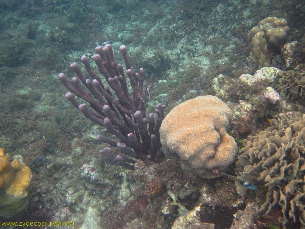 119: Carnival Conquest, Roatan, Snorkeling off of Mahogany Beach, 