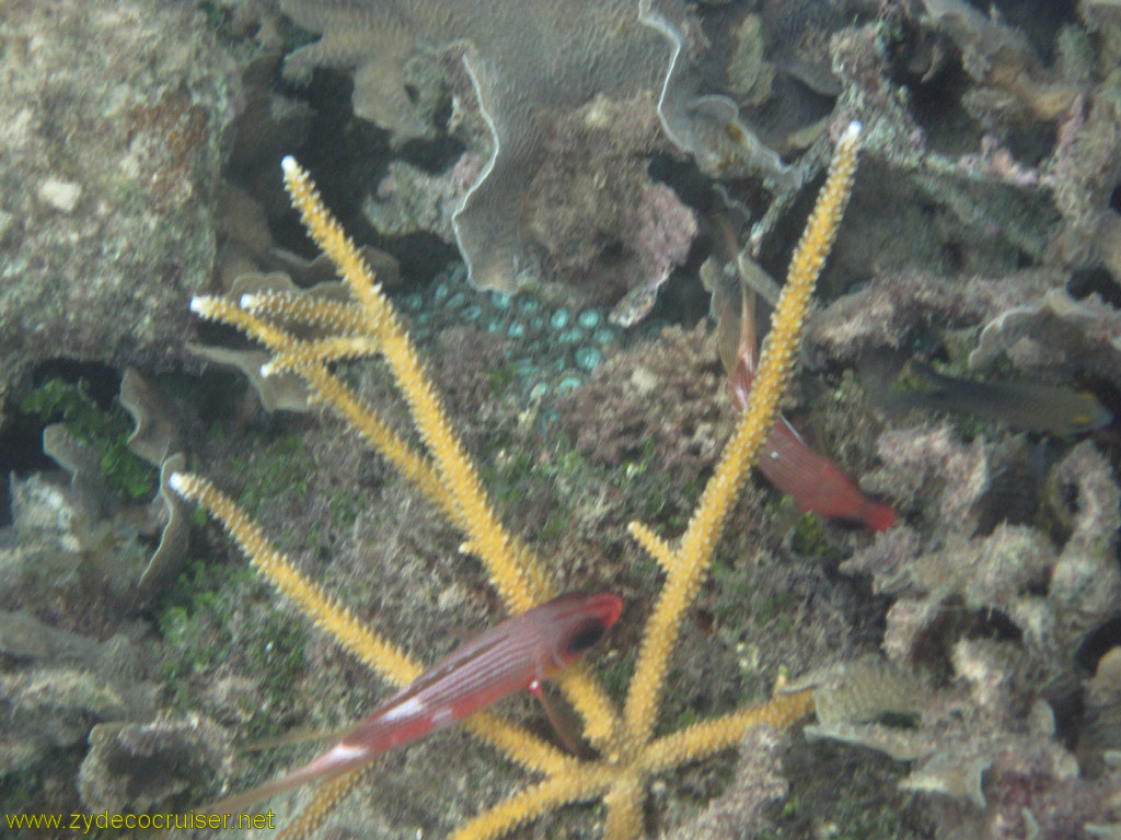 130: Carnival Conquest, Roatan, Snorkeling off of Mahogany Beach, 