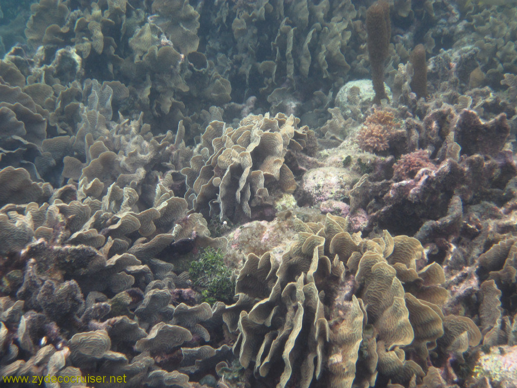 131: Carnival Conquest, Roatan, Snorkeling off of Mahogany Beach, 