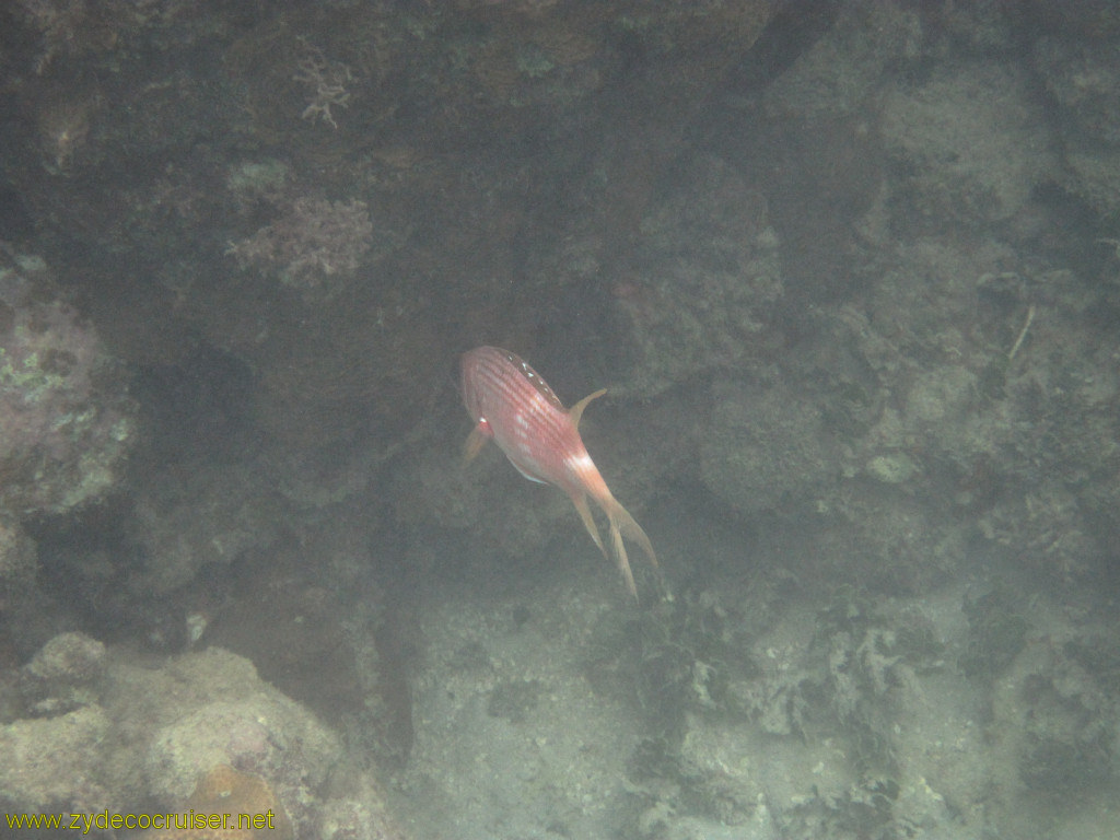 132: Carnival Conquest, Roatan, Snorkeling off of Mahogany Beach, 