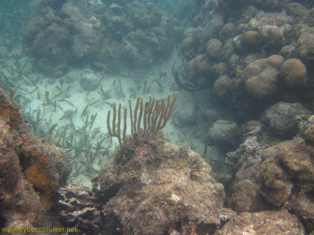 136: Carnival Conquest, Roatan, Snorkeling off of Mahogany Beach, 