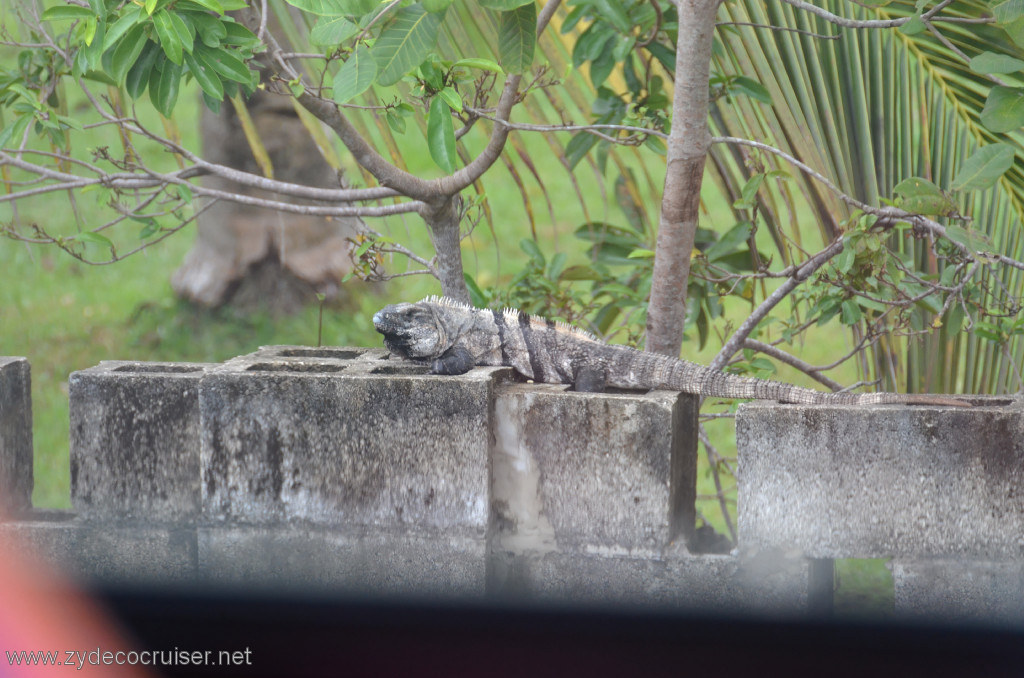 022: Carnival Conquest, Belize, Belize City Tour and Altun Ha, Iguana, 