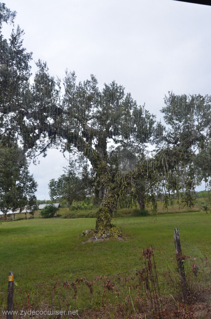 025: Carnival Conquest, Belize, Belize City Tour and Altun Ha, A snake tree!