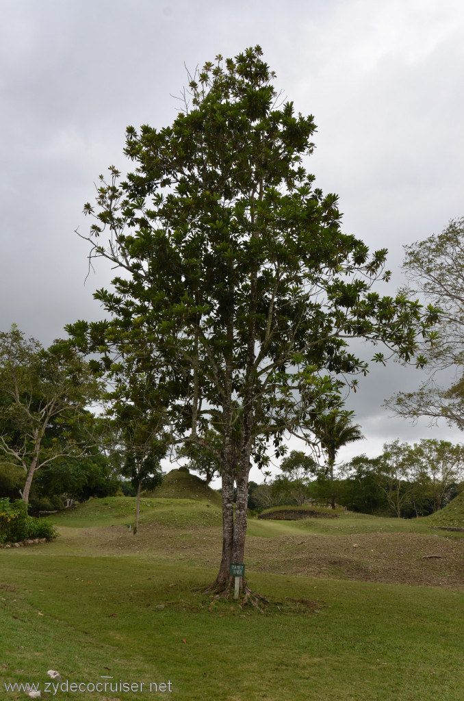 043: Carnival Conquest, Belize, Belize City Tour and Altun Ha, Mamey Tree, 