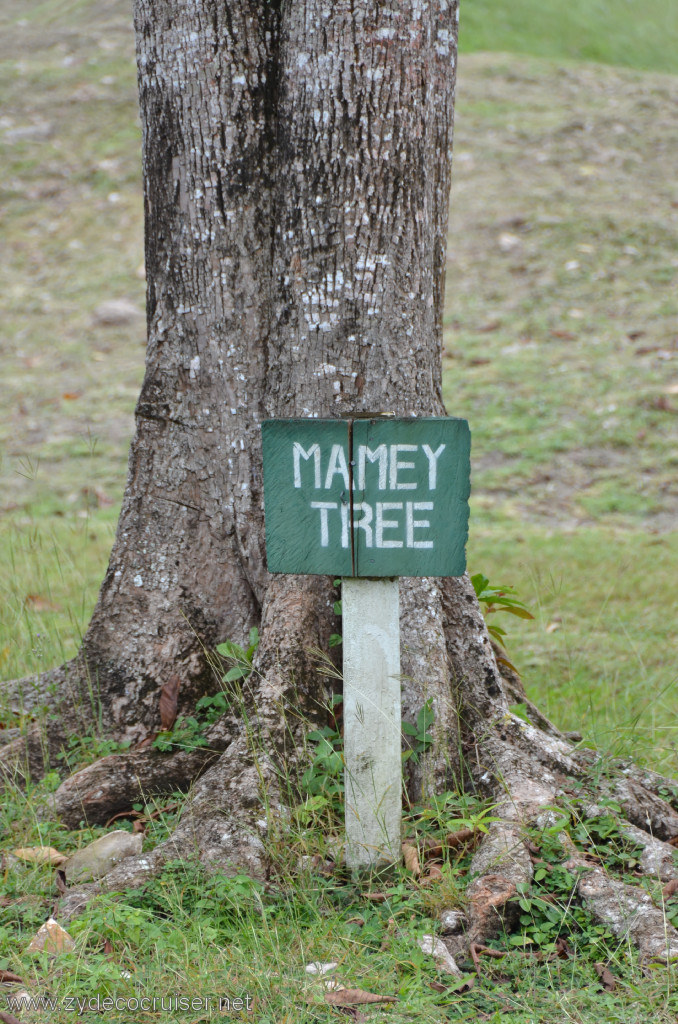 044: Carnival Conquest, Belize, Belize City Tour and Altun Ha, Mamey Tree, 