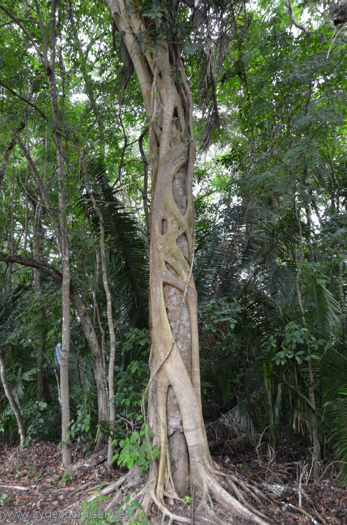 105: Carnival Conquest, Belize, Belize City Tour and Altun Ha, Fig tree growing around a palm tree. Eventually the palm tree dies.