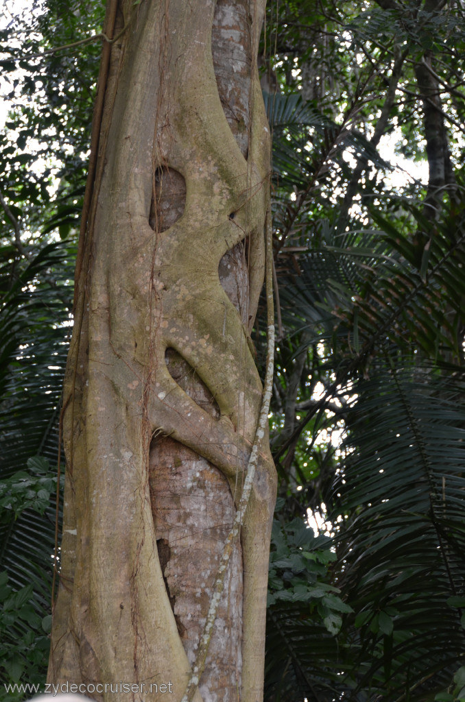 107: Carnival Conquest, Belize, Belize City Tour and Altun Ha, Fig tree growing around a palm tree. Eventually the palm tree dies.