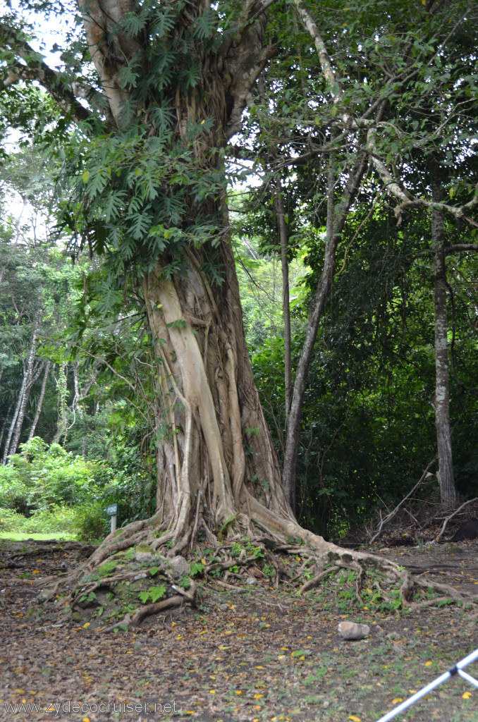 108: Carnival Conquest, Belize, Belize City Tour and Altun Ha, Fig tree growing around a palm tree. Eventually the palm tree dies.