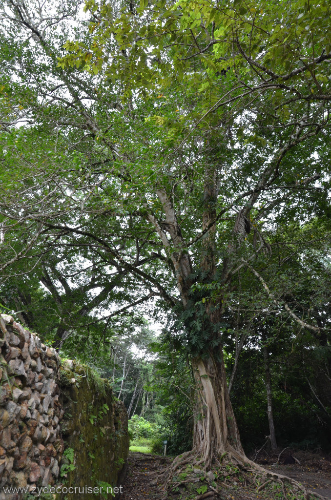 111: Carnival Conquest, Belize, Belize City Tour and Altun Ha, Fig tree growing around a palm tree. Eventually the palm tree dies.