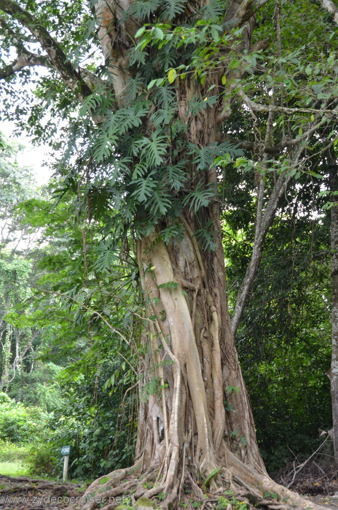 112: Carnival Conquest, Belize, Belize City Tour and Altun Ha, Fig tree growing around a palm tree. Eventually the palm tree dies.