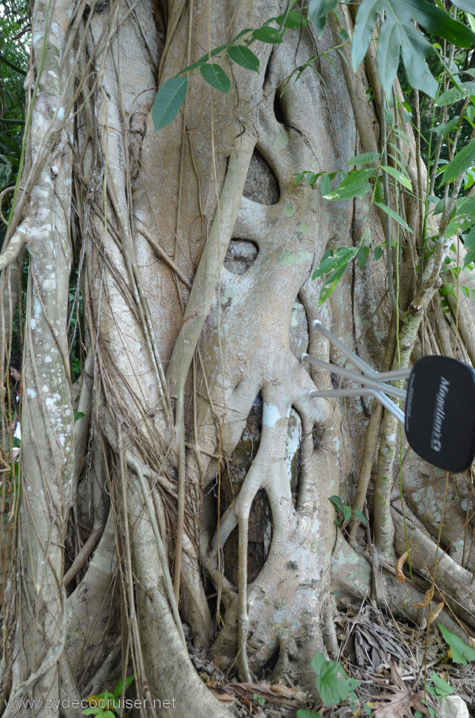 117: Carnival Conquest, Belize, Belize City Tour and Altun Ha, Fig tree growing around a palm tree. Eventually the palm tree dies.