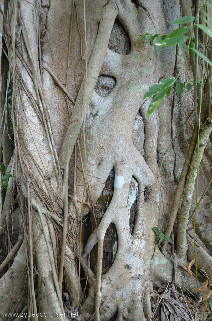 118: Carnival Conquest, Belize, Belize City Tour and Altun Ha, Fig tree growing around a palm tree. Eventually the palm tree dies.