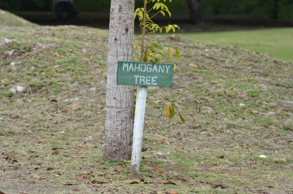 153: Carnival Conquest, Belize, Belize City Tour and Altun Ha, Mahogany tree