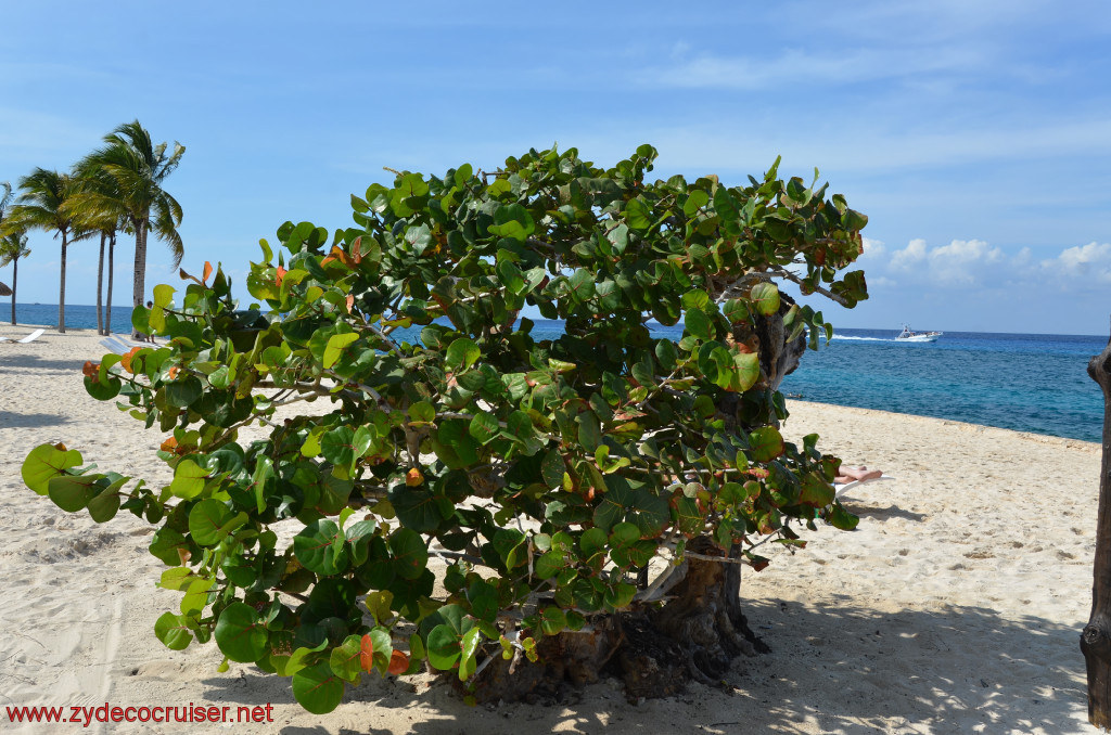 072: Carnival Conquest, Cozumel, Chankanaab, Sea Grape, 