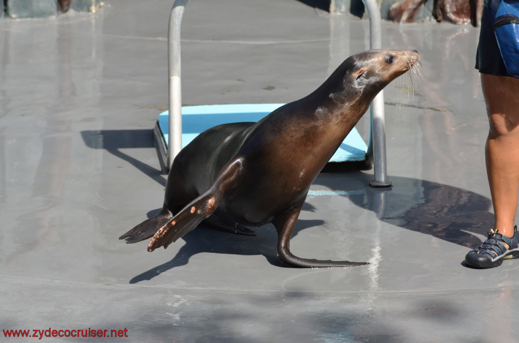 098: Carnival Conquest, Cozumel, Chankanaab,  (free) Sea Lion Show, 