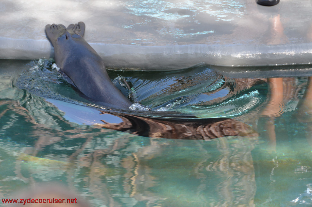 099: Carnival Conquest, Cozumel, Chankanaab,  (free) Sea Lion Show, 