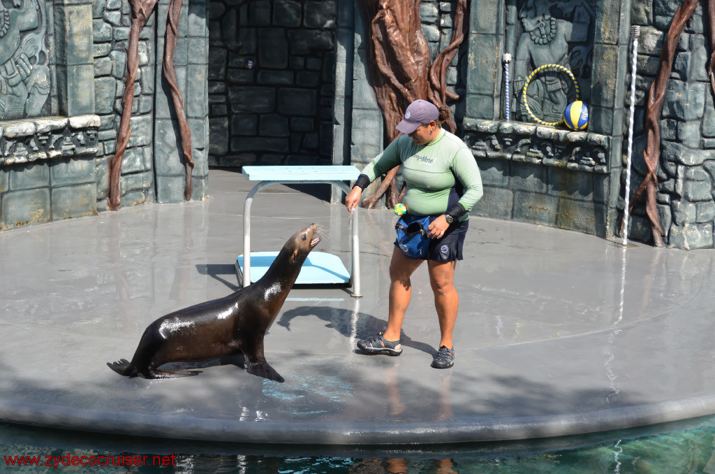 100: Carnival Conquest, Cozumel, Chankanaab,  (free) Sea Lion Show, 