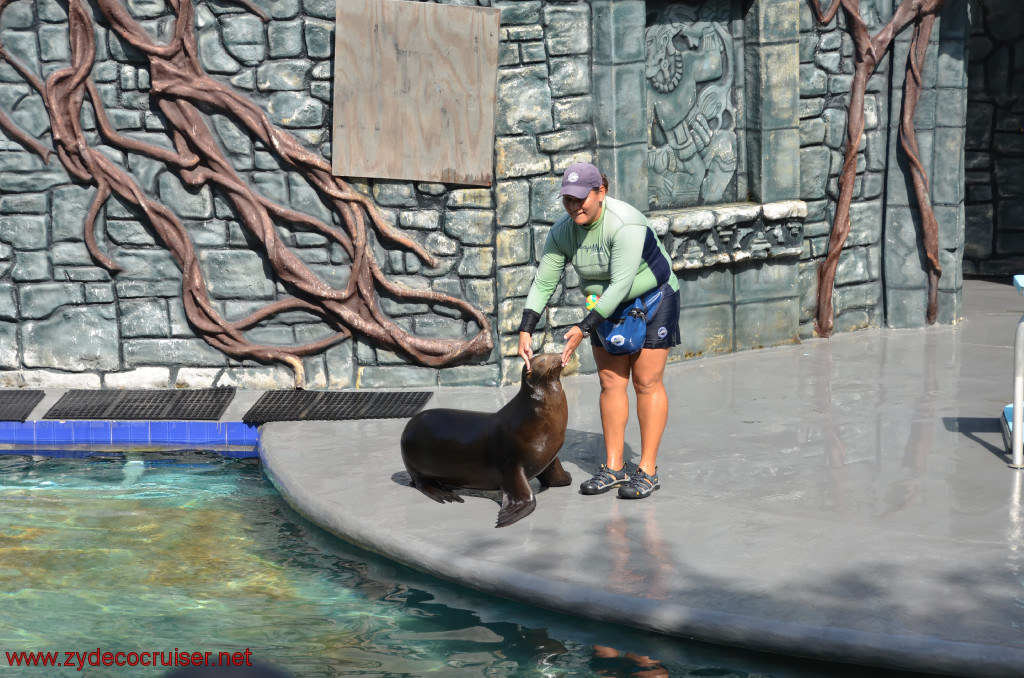 101: Carnival Conquest, Cozumel, Chankanaab,  (free) Sea Lion Show, 