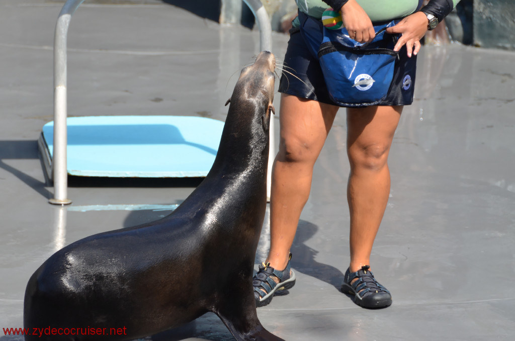 102: Carnival Conquest, Cozumel, Chankanaab,  (free) Sea Lion Show, 