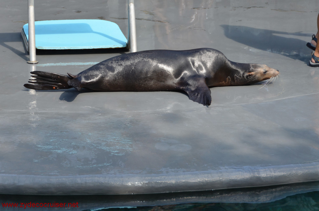 107: Carnival Conquest, Cozumel, Chankanaab,  (free) Sea Lion Show, 