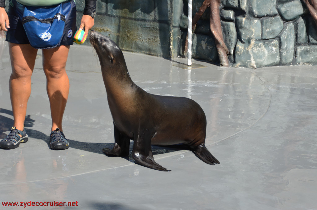 110: Carnival Conquest, Cozumel, Chankanaab,  (free) Sea Lion Show, 