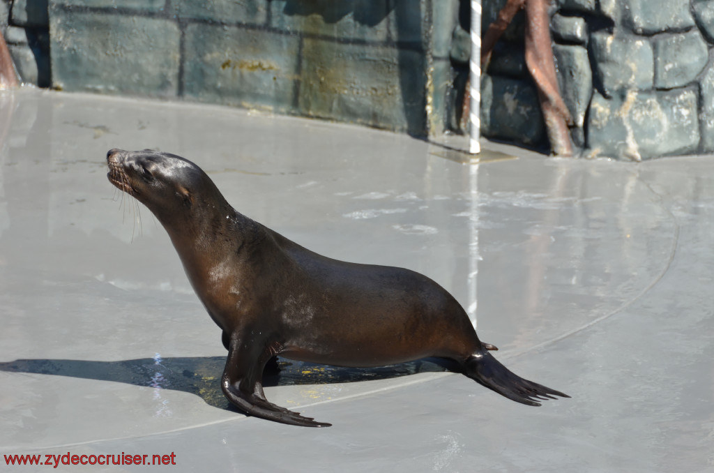 111: Carnival Conquest, Cozumel, Chankanaab,  (free) Sea Lion Show, 