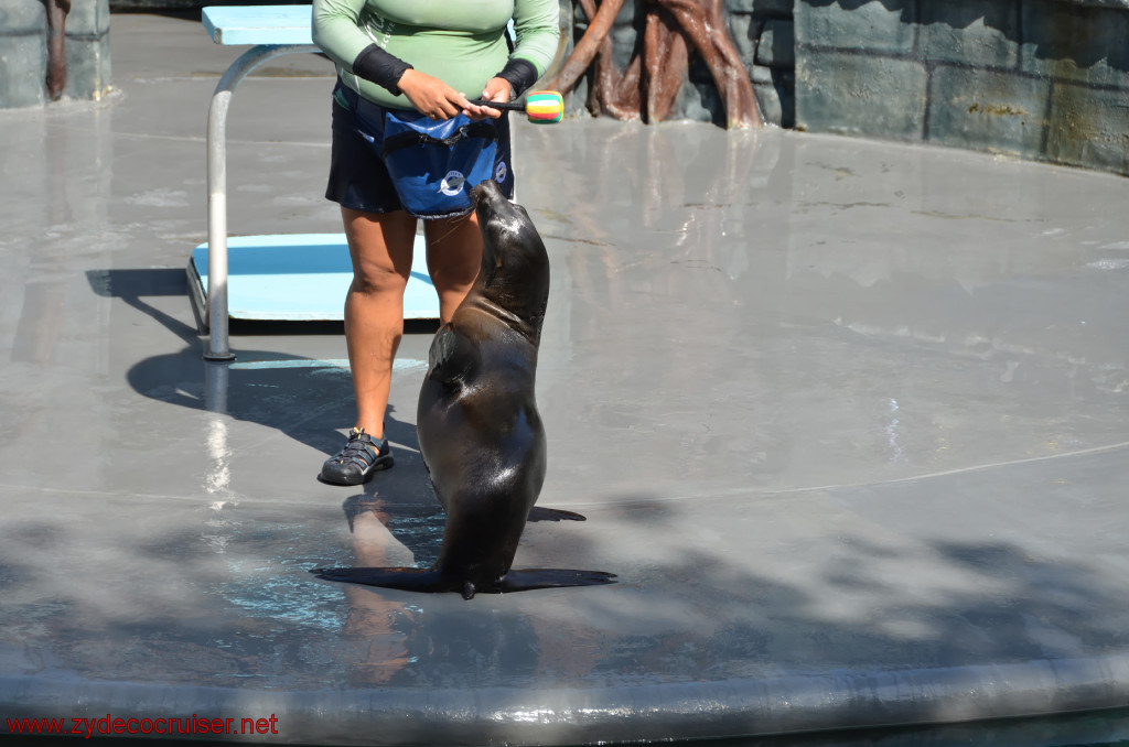 113: Carnival Conquest, Cozumel, Chankanaab,  (free) Sea Lion Show, 